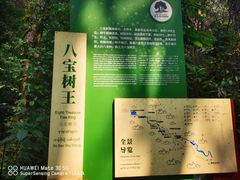-莫里热带雨林景区