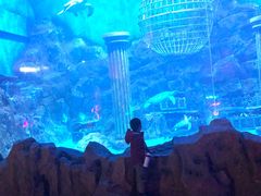 -芜湖新华联大白鲸海洋公园