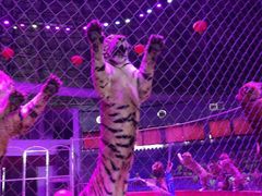 租车方便-西安秦岭野生动物园