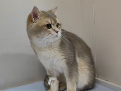 -天使宠物医院·犬猫分诊(彩虹店)