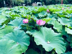 -陈家山荷花公园