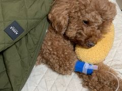 -宠福鑫动物医院(望京分院)