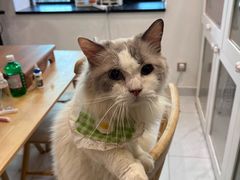 -楼上猫咖(罗湖店)