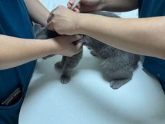 -爱佳宠物中心医院24H·CT·骨外科·猫专科(瑶海万达店)