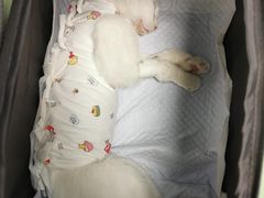 -纳吉亚猫专科动物医院博雅分院