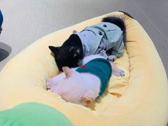 -逗柴咖啡屋·狗咖猫咖宠物桌游