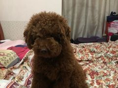 -维也纳国际酒店(深圳新洲店)