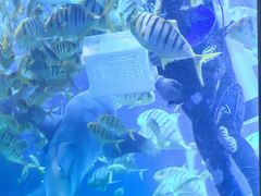 -太平洋海底世界