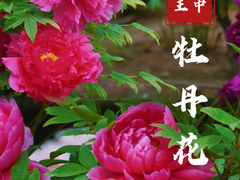 -南京古林公园
