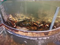 -大东方海鲜酒楼(小武基桥店)