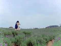 -大塘金香草谷