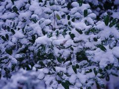 -扬州大运河文化旅游度假区·盆景园