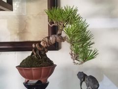 -秋霞圃