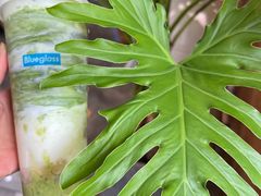 -Blueglass酸奶(财富购物中心店)