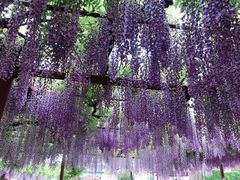 -嘉定紫藤园