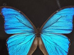 -上海昆虫博物馆