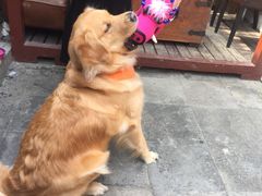 -百好乐宠物友好餐厅(朝外大街店)