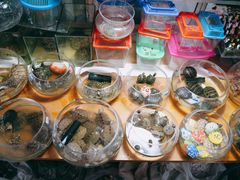 -万商花鸟市场