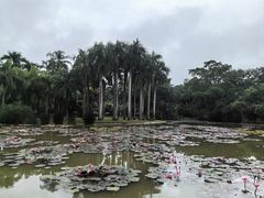 -中国科学院西双版纳热带植物园