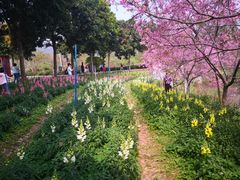 -天适樱花悠乐园