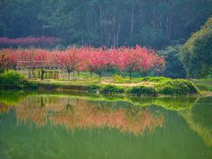 -南国桃园旅游度假区