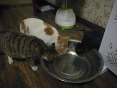 -伟伟宠物医院·CT影像中心·瑞派犬猫综合性门诊(汉口总院)