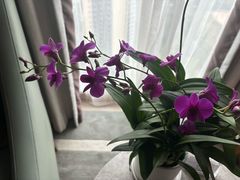 -珠海中海雅高铂尔曼酒店