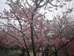 -上海植物园-4号门售票处