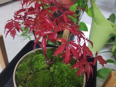 -秦美花卉(天朗·莱茵小城2期店)