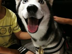 -百好乐宠物友好餐厅(朝外大街店)