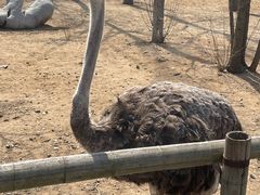 -大连森林动物园