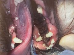 -瑞派康怡24h宠物医院·犬猫医疗中心·微创绝育(瑞景分院)