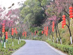 -广州市帽峰山景区
