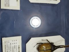 -上海大自然野生昆虫馆(东方明珠·爬宠昆虫探索中心)