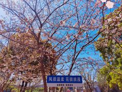 -高东镇樱花园