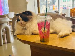 -藏猫猫咖啡主题馆(中央大道店)