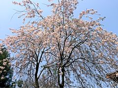 iphone_upload_pic-西安青龙寺遗址景区