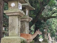 -奈良公园