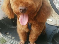 -瑞派旺宝宠物医院·犬猫全科综合·尿道专科(莲兴院)