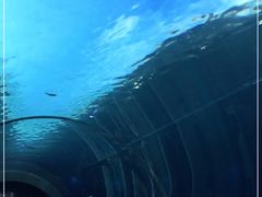 -海棠湾洲际-涛·海底餐厅·美人鱼·自助餐·海底隧道