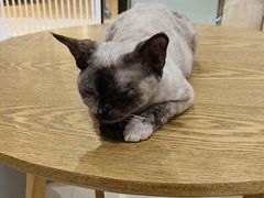 -藏猫猫咖啡主题馆(中央大道店)