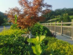 -棒棰岛宾馆景区