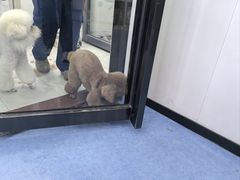-博特宠物医院24h犬猫全科.骨科·异宠