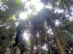 -武陵山森林公园