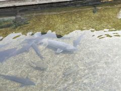 -青龙潭鱼庄
