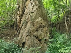-大岭沟猕猴桃谷风景区