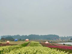 -空港花田景区