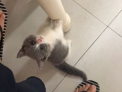 -Bastet sally猫舍购宠(静安店)