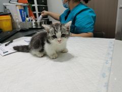 -派特宠物医院(圆融广场店)