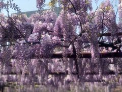 -嘉定紫藤园
